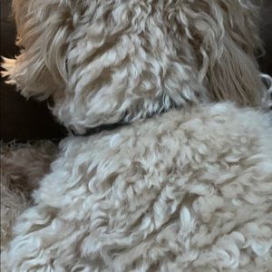 Meet your Posher, Julie